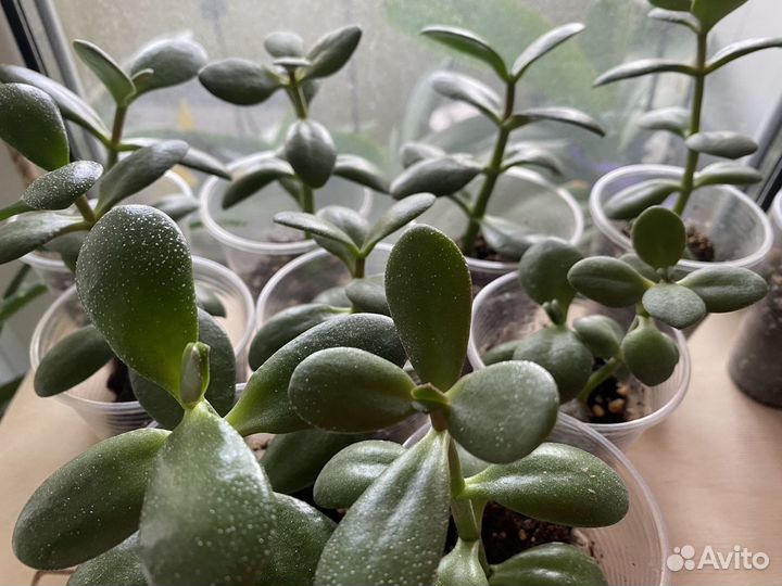 Денежное дерево