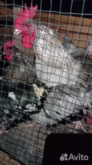 Молодые петухи