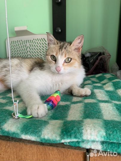 Кошка Дуся мышеловка