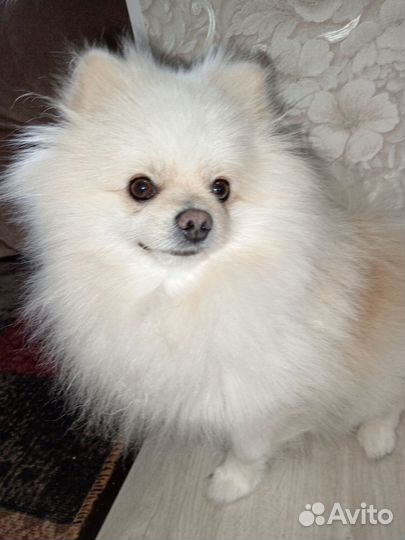 Померанский шпиц