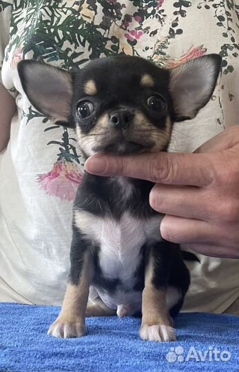 Щенки чихуахуа