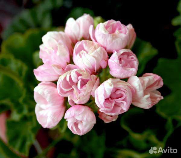 Герань тюльпановидная