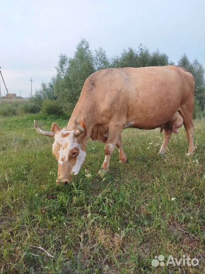 Корова дойная