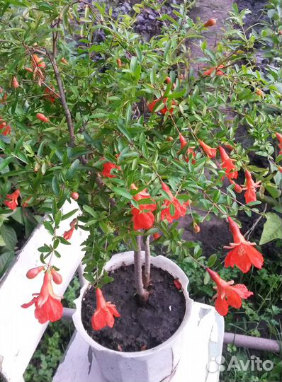 Гранат и лимон, саженцы