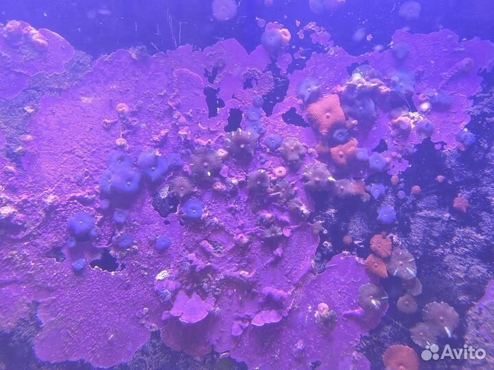 Морской аквариум самп