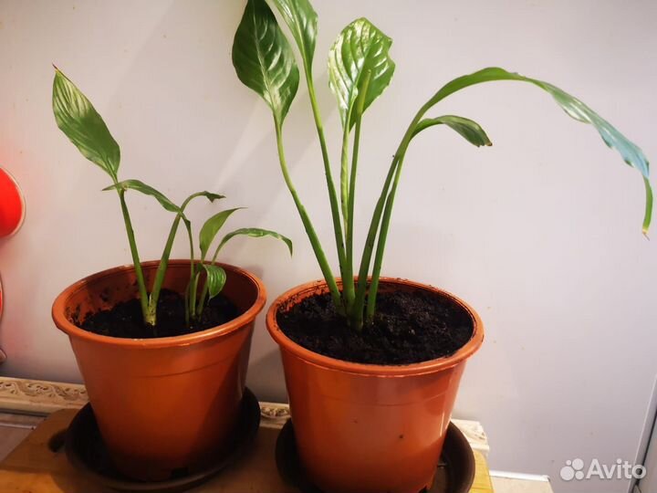 Спатифиллум (Женское счастье)