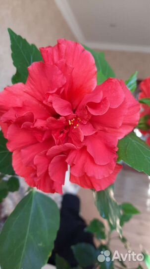 Гибискус большой