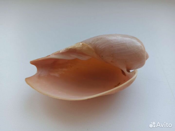 Морская раковина
