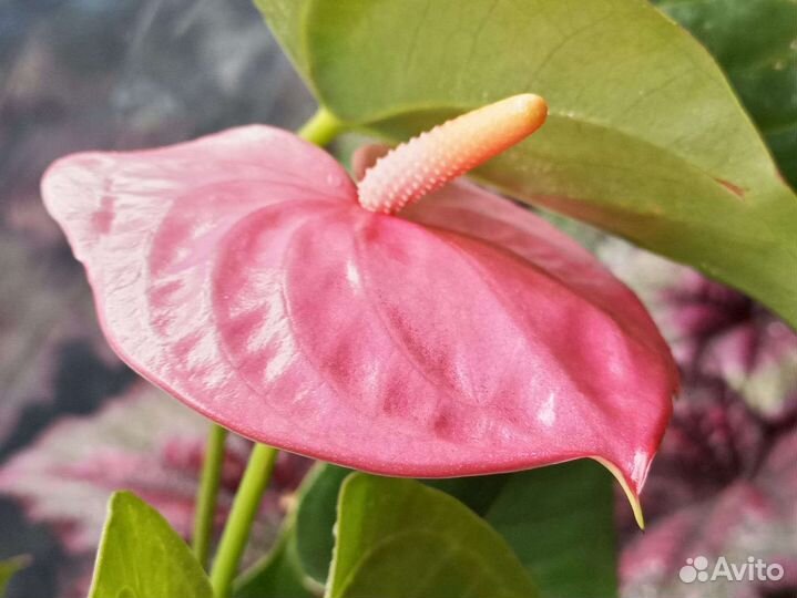 Антуриумы сортовые