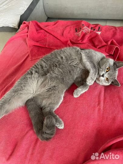 Шотландская