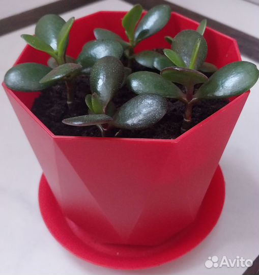 Денежное дерево, ростки толстянки