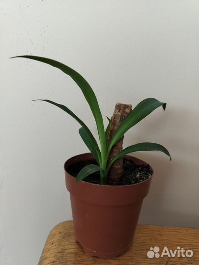 Каланхоэ декоративный, юкка, ктенанта