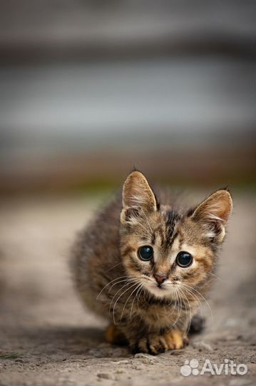 Муся 1,5 месяца в добрые руки