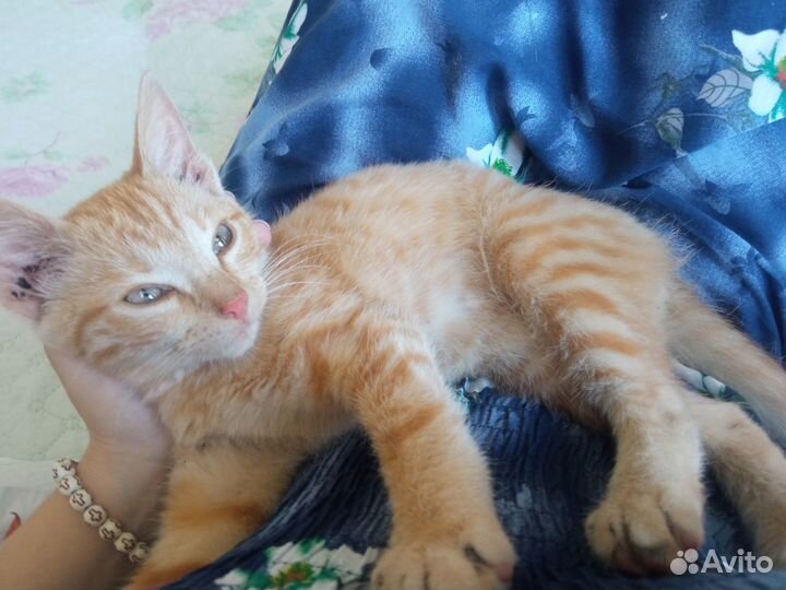 Рыжий котенок мальчик