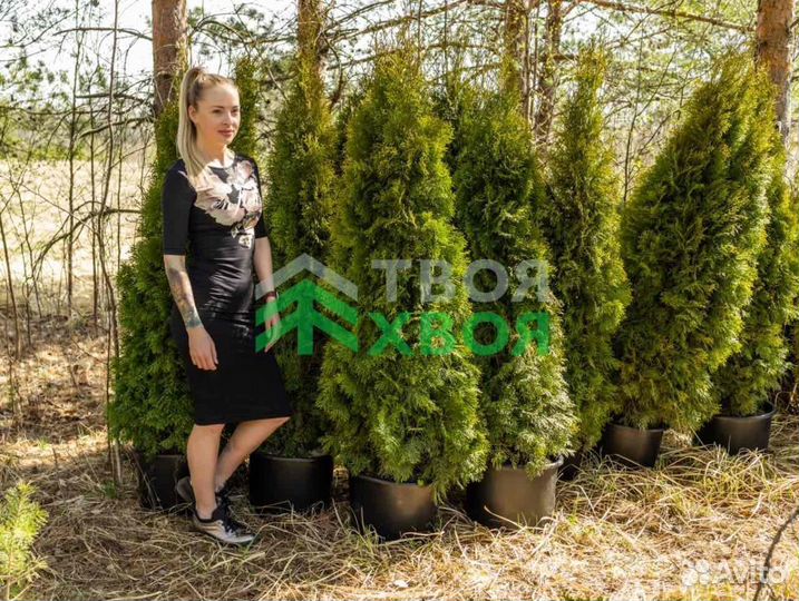 Туи в наличии с доставкой до дома