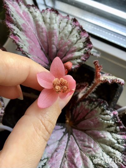 Бегония королевская коллекционная