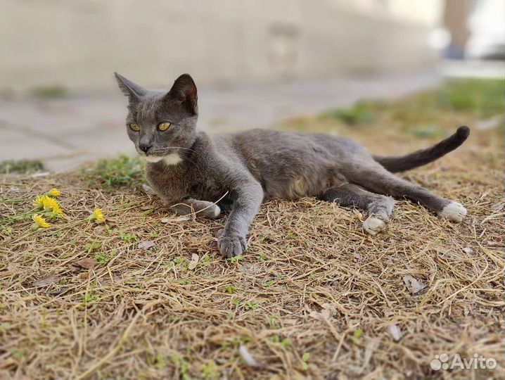 Кошка в дар