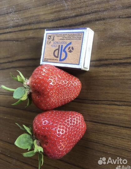 Рассада клубники