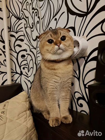 Шотландская золотая шиншилла вязка