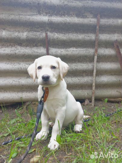 Щенки лабрадора