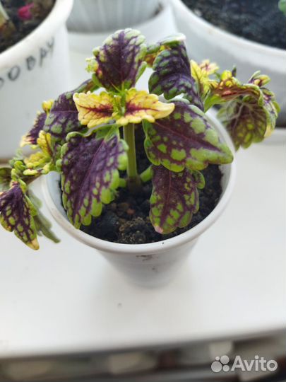 Комнатные цветы