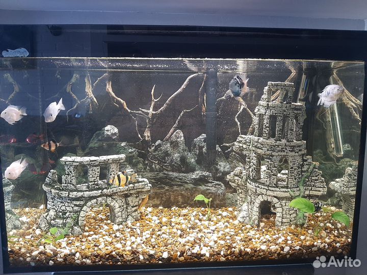 Аквариум