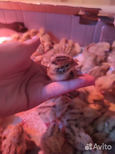 Перепела, перепелята