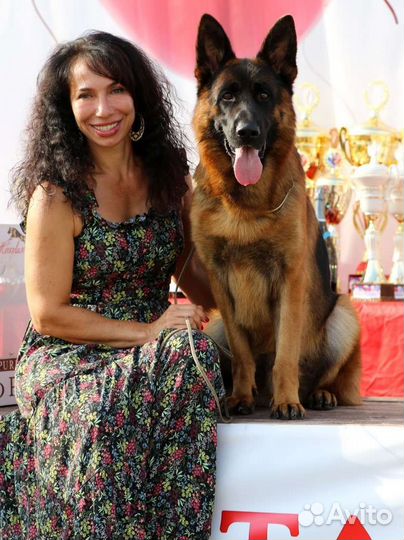 Щенки из питомника Софтнесс флинт