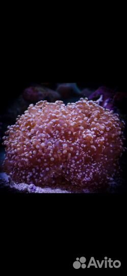 Морские кораллы (эуфилия розовая икра)