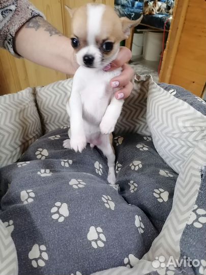 Щенки чихуахуа девочки