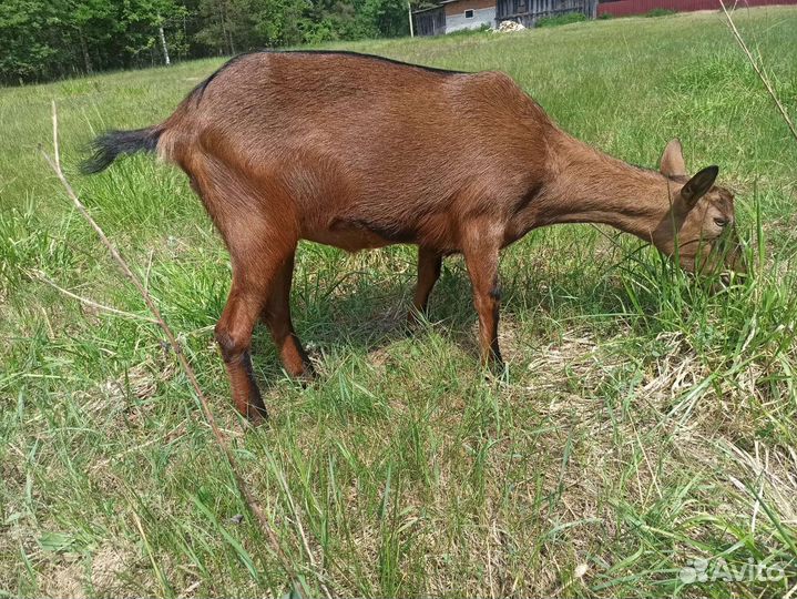 Чешские козы