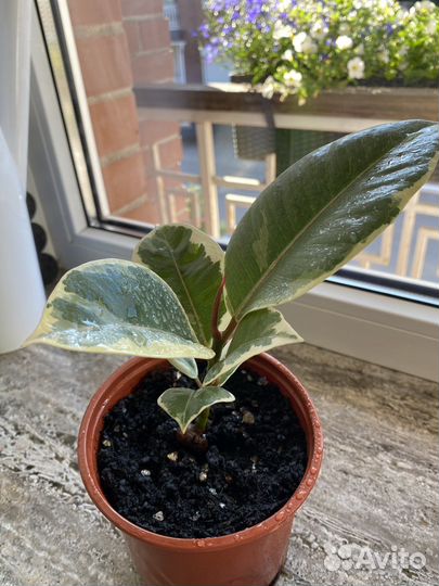 Фикус эластика Тинеке