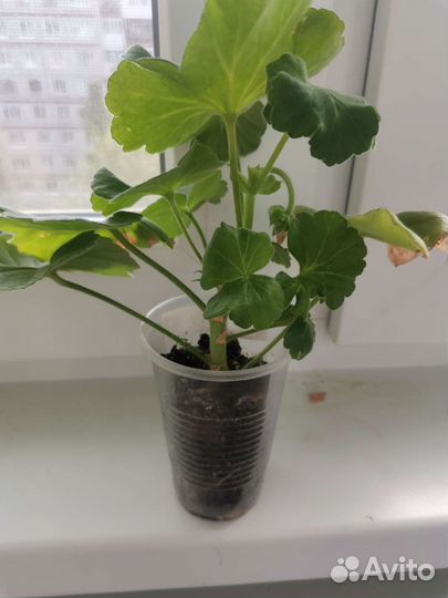 Герань пеларгония