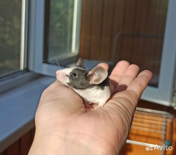 Декоративная мышь из питомника