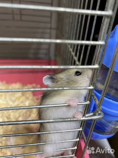 Джунгарские хомячки (джунгарики)