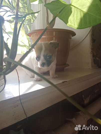 Щенки чихуахуа мини мальчик