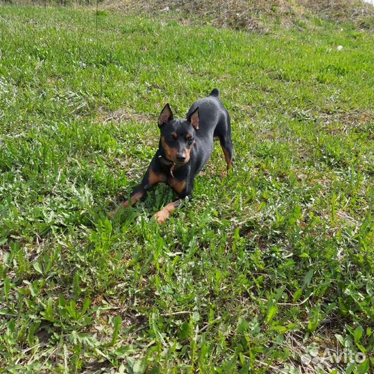 Цвергпинчер