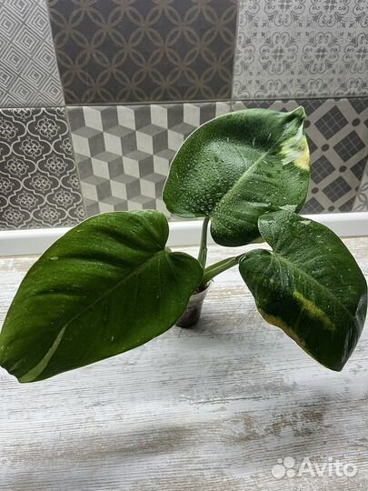 Филодендрон Белая принцесса