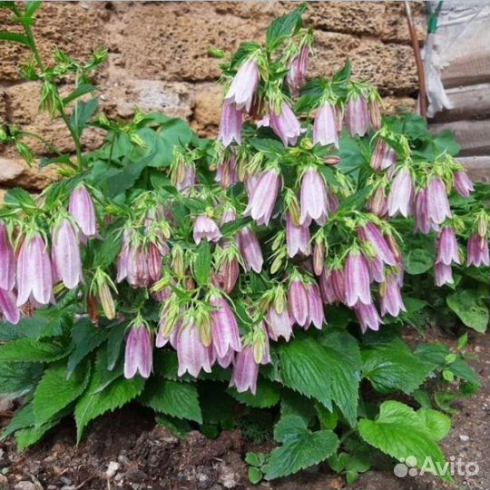 Колокольчик точечный такесима