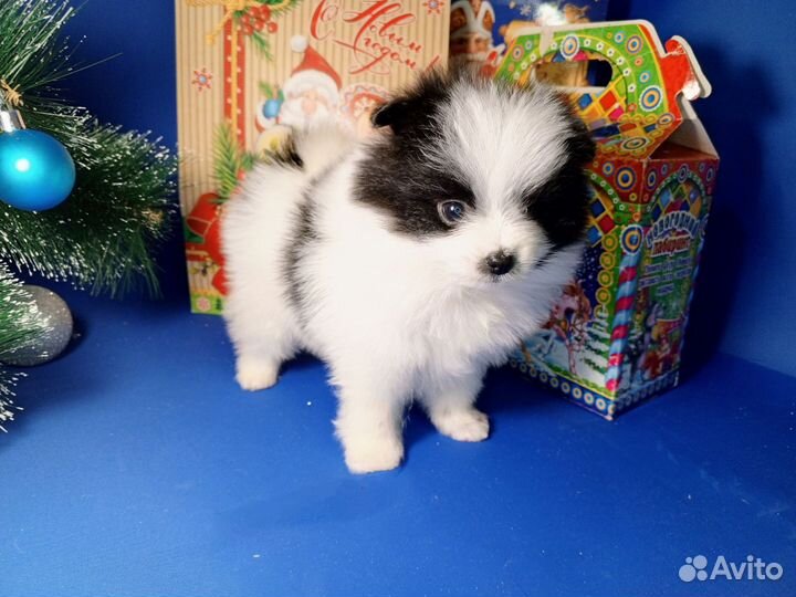 Щенки Шпица мини мишка