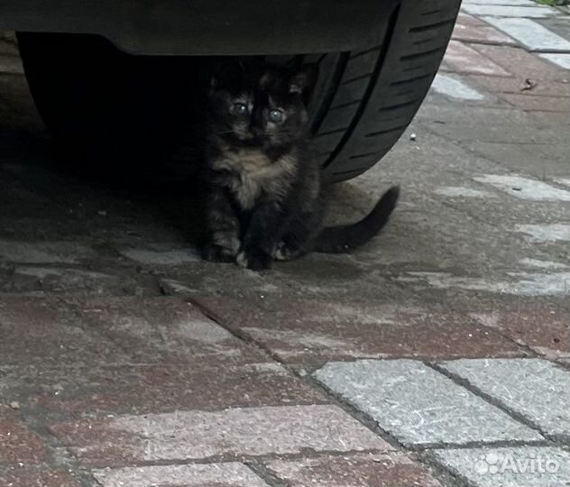 Котенок 1 месяц