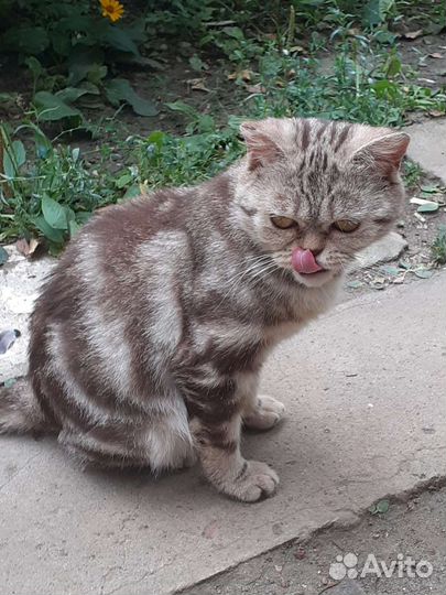 Кошки в дар