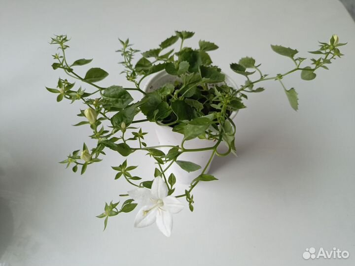 Кампанула невеста