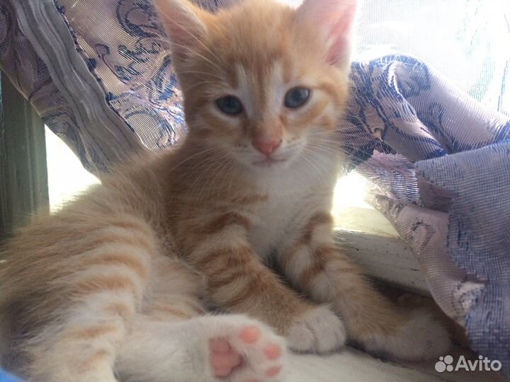 Котята супер звери