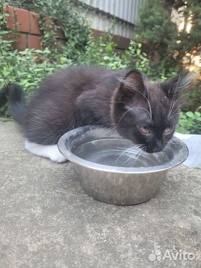 Кошка в дар бесплатно