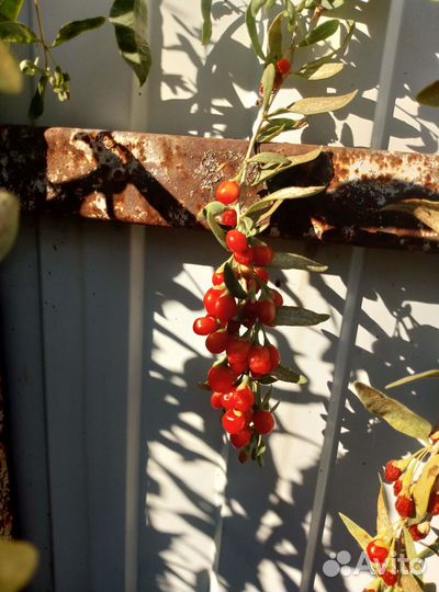 Саженцы годжи