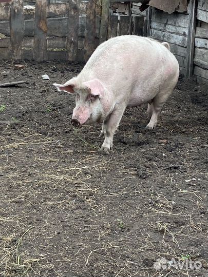 Свиноматка