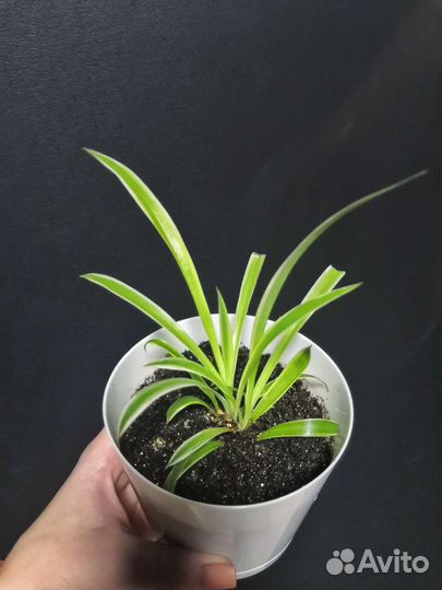 Хлорофитум