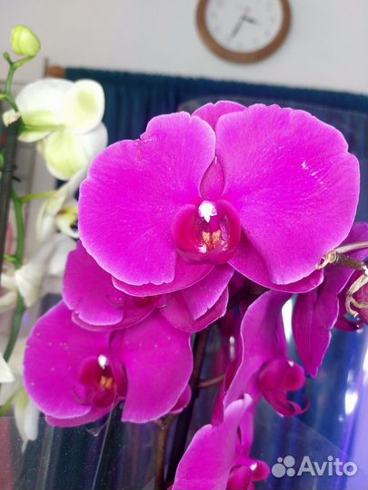 Орхидея