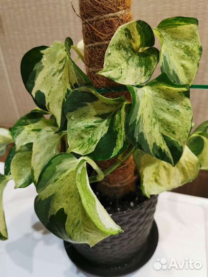 Сциндапсус, эпипремнум укорененные и на срез